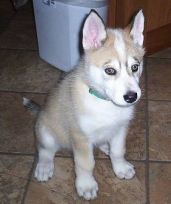The front right side of a tan and white with black Timber Wolf puppy that is sitting across a tan tiled floor looking to the right. The puppy has a black nose, perk ears and light colored eyes.