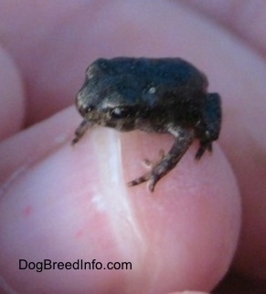 Close up - A small Toad is on top of a persons finger