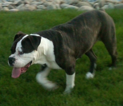 The front left side of a low to the ground dark brown brindle with white Victorian Bulldog that is walking across a yard, its mouth is open and its big wide tongue is hanging out. There is a bunch of stones behind it.