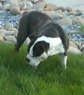 A brindle with white Victorian Bulldog is standing across a grass surface, it is looking down and to the left. There is an area with lots of stones behind it. The dog has a wide, thick chest and legs that are set far apart.