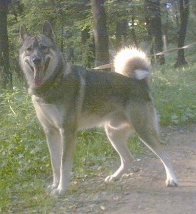 The front left side of a grey and white Siberian Laika that is standing across a dirt surface. Its mouth is open and its tongue is out. It has perk ears, small eyes, a black nose and a tail that curls up over its back.
