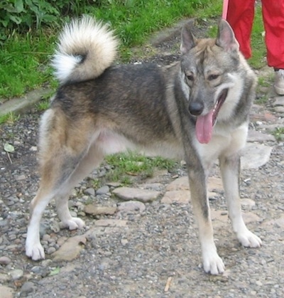 The right side of a black, tan and white Siberian Laika that is standing across a rocky trail. Its mouth is open and its tongue is sticking out. It has perk ears and a ring tail.