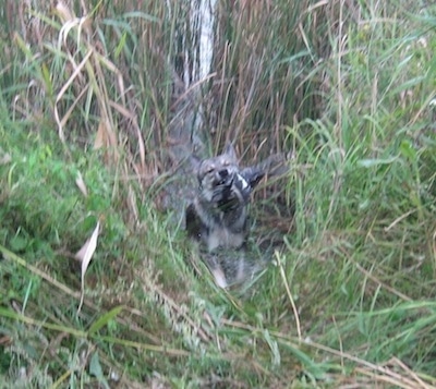 A Siberian Laika dog is running through tall grass with a dead bird in its mouth.