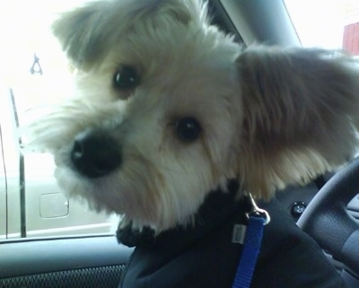 Close up - A small tan Westillon dog is sitting in a vehicle with a jacket and its head is tilted to the right. It has a big black nose and ears that stand out to the sides with long straight hair hanging from them.