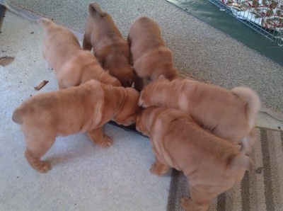 Six Shar-Pei puppies are eating out of a muffin tin.