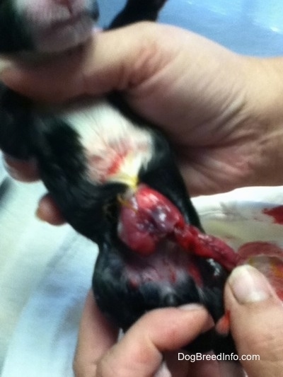 Whelping - A Puppy Born with Intestines on the Outside of the Body