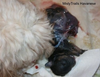 Top down view of a Dam licking the sac off of a black newborn puppy.