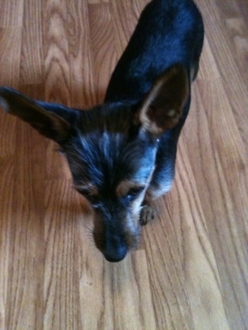 Top down view of a black with brown Wire Fox Pinscher puppy that is looking down at the hardwood floor it is standing on. The dog has very large perk ears that stand up in the air and wiry looking fur on its face.