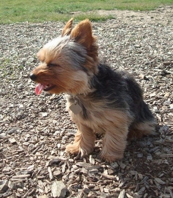 The front left side of a black with tan Yorkipoo dog sitting on wood chips and it is looking to the left. Its mouth is open and its tongue is sticking out. It has perk ears and a black nose. The wind is blowing the dogs hair back and it is squinting its eyes.