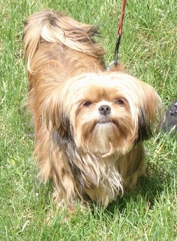 pekingese yorkie puppies