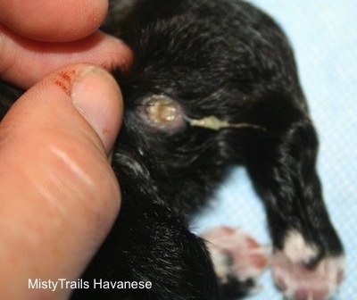 Abcess on the back leg of a puppy