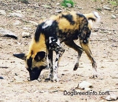 The front left side of an African Wild Dog digging in dirt with its nose.