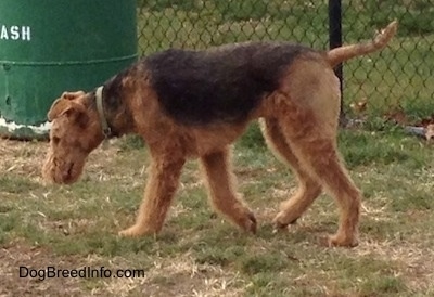 The left side of a brown with black Airedale Terrier that is walking on grass with a green trash can behind it.
