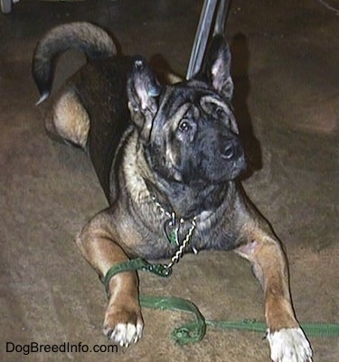 A black and brown with white Akita is laying down under a table with a leash wrapped around his paw
