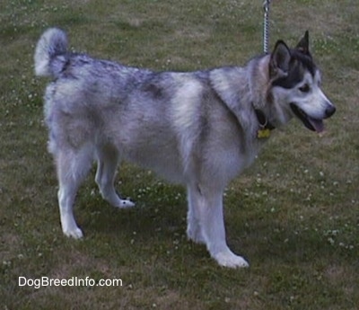 Alaskan Malamute standing on grass with a dog bone dog tag