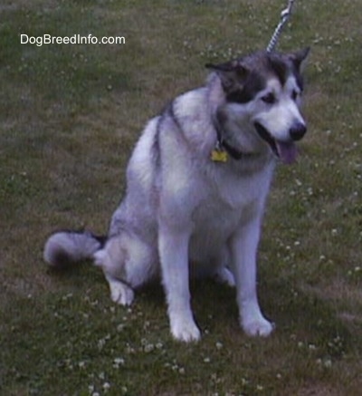The front right side of a gray and white Alaskan Malamute that is sitting across a grass field and it is looking to the right.