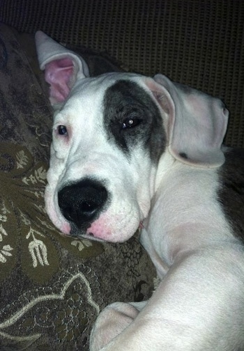 Close up - The left side of a white and black American Bull Dane puppy that is laying down on a couch and it is looking forward.