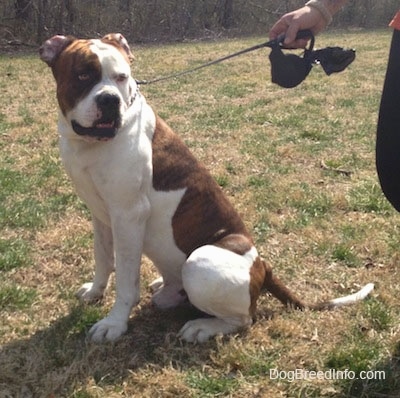 The left side of a brown and white American Bulldog that is sitting outside and a person is standing to the right of it and they are holding a leash.