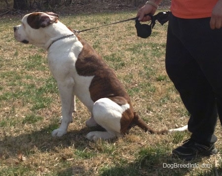 The left side of a brown and white American Bulldog is sitting outside in grass and there is a person standing behind it holding its leash.