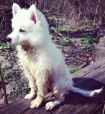 The front left side of a white American Eskimo puppy that is wet and a little muddy, it is sitting on a log.