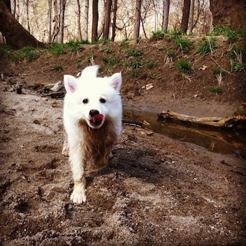 A white American Eskimo puppy is walking around in the mud with its tongue out