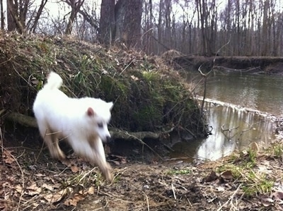 The front right side of a white American Eskimo puppy that is jumping onto a dirt path that is near water