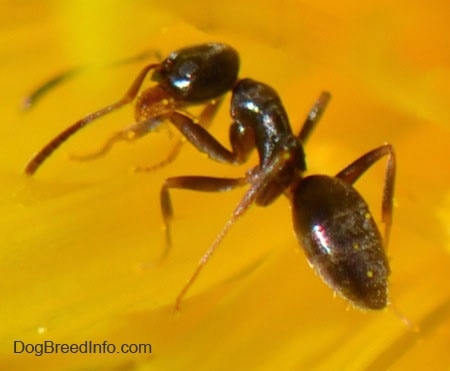 Close up - a tiny black ant on a dandelion