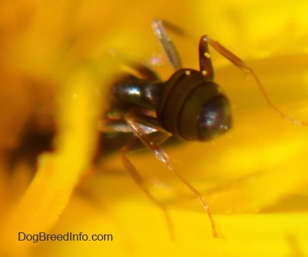 Close up - abdomen of a tiny black ant on a dandelion