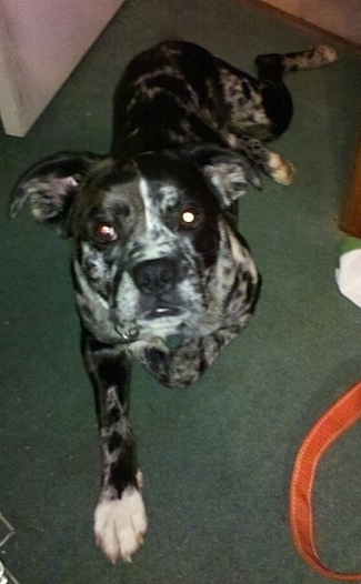 Topdown view of a black and gray Australian Boxherd that is laying on a carpet and it is looking up.