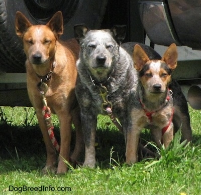 Three Australian Cattle Dogs tied to a pick-up truck outside at a horse rodeo