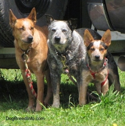Three Australian Cattle Dogs are standing outside and they are tied to a truck behind them.