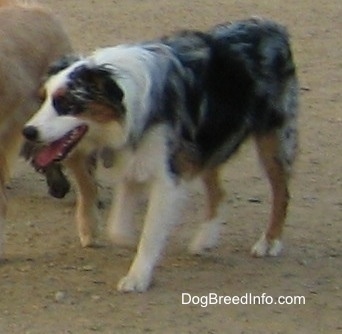 The left side of a blue merle Australian Shepherd that is standing on dirt with its mouth open and tongue out. There are other dogs next to it.