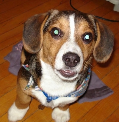 Close up - A black with brown and white Beagi puppy is sitting on a dish towel on a hardwood floor and it is looking forward.