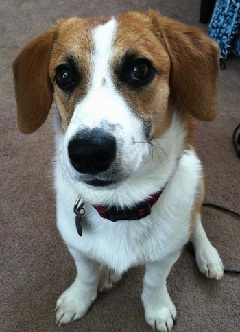 A brown with white and black Beagi is sitting on a carpet and it is looking forward.