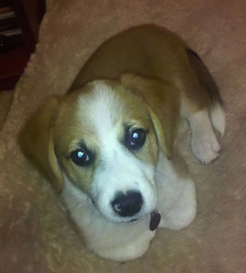 Topdown view of a brown with white Beagi puppy that is laying on a fuzzy blanket and it is looking up.