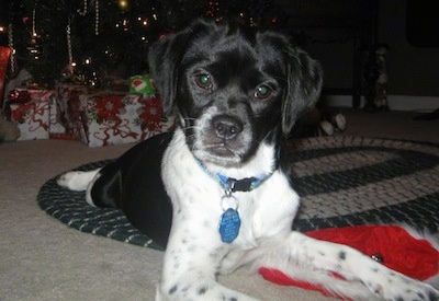 The front right side of a black with white Beagle Chin that is laying on a rug with a christmas tree behind it.