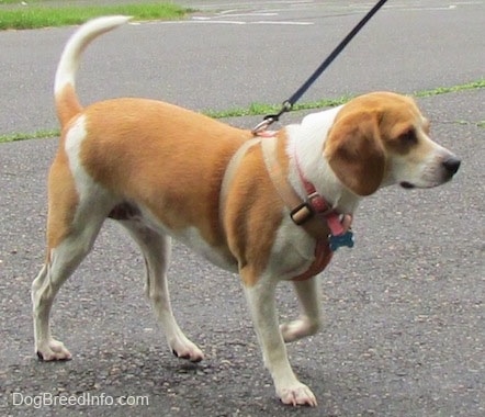 Side view - A tan and white Beagle is walking across a parking lot and it is looking to the right with its tail up in the air.