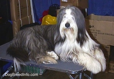 Bearded Collie laying on a table in a room filled with boxes