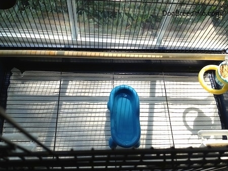 Budgie Bird Cages