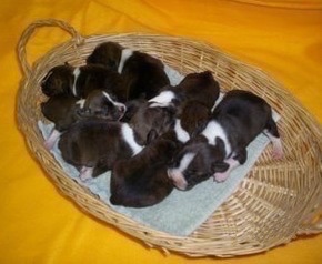 Topdown view of seven Bo-Jack Puppies in a wicker basket