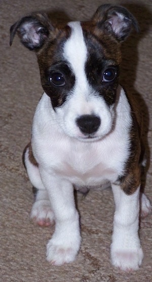 Close Up - A brown with white Bo-Jack puppy sitting on a carpet and it is looking forward.