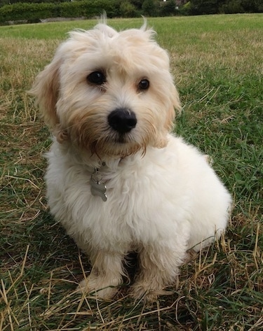 The front left side of a white Bologco that is sitting in a yard and it is looking to the right.