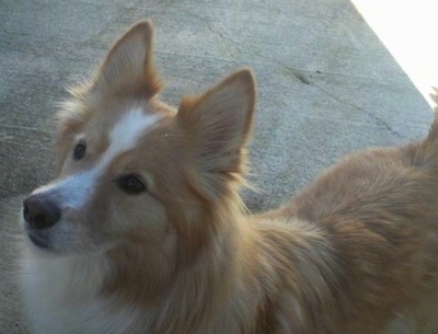 Close Up - The front left side of a tan with white Borgi that us standing across a sidewalk and it is looking up.