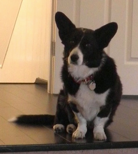 A black and white Borgi is sitting at the top of a staircase and its head is slightly tilted to the right.