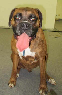 Bruno the Boxer sitting in a vet's office with a very large wide tongue hanging out