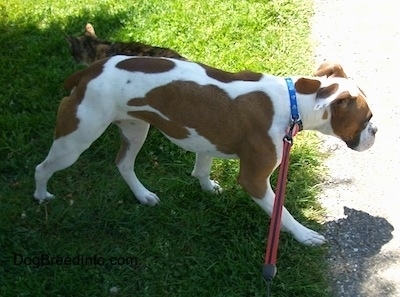 The right side of a white with brown Boxer that is walking outside in grass heading towards pavement.