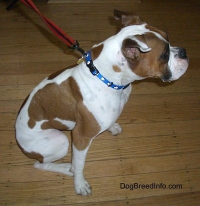 Topdown view of the right side of a white with brown Boxer that is sitting across a hardwood floor and it is looking to the right.