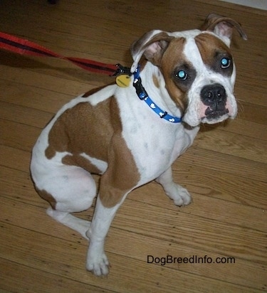 Topdown view of the front right side of a white with brown Boxer that is sitting across a hardwood floor and it is looking forward.