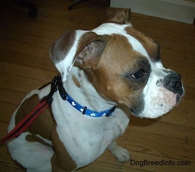 Close Up - Topdown view of the front right side of a white with brown Boxer that is sitting on a hardwood floor.