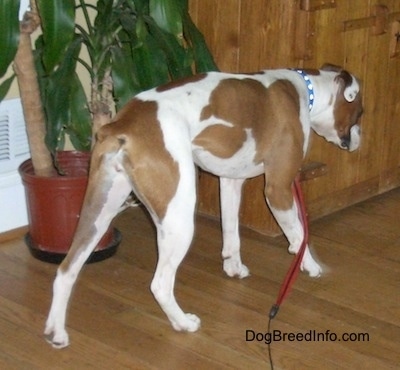 The back right side of a white with brown Boxer that is walking in front of a plant and a cabinet.